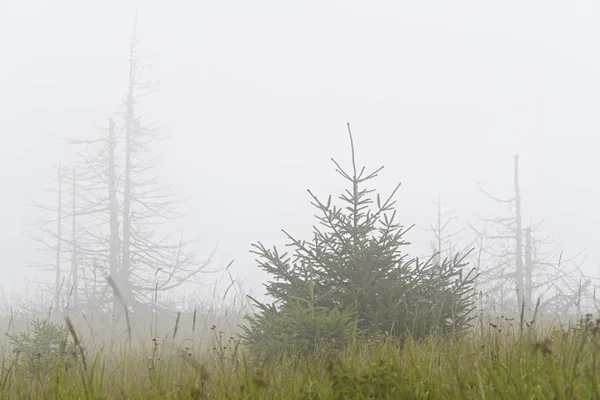 Árboles de Navidad vivos y muertos en las laderas de las montañas. Niebla, nublado . — Foto de Stock