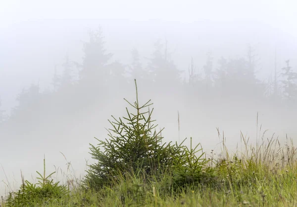 Canlı ve ölü Noel ağaçları dağların eteklerinde. Sis, bulutlu.