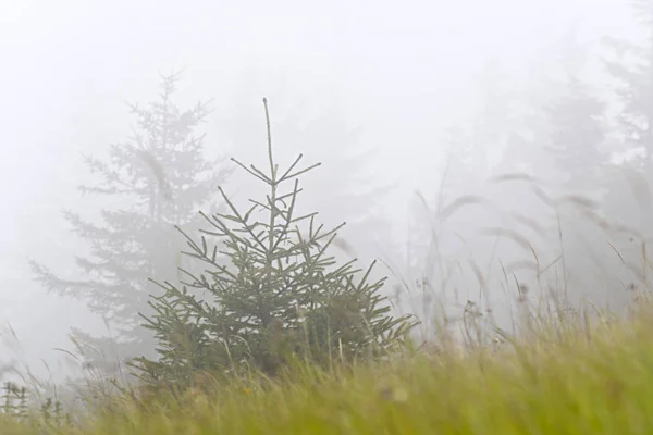 Árboles de Navidad vivos y muertos en las laderas de las montañas. Niebla, nublado . — Foto de Stock