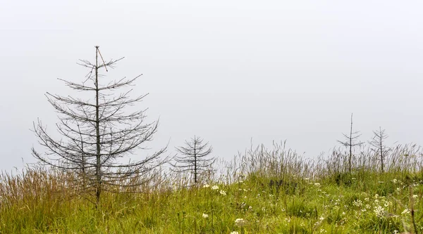 Live Dead Christmas Trees Slopes Mountains Fog Cloudy Carpathians Ukraine — Stock Photo, Image
