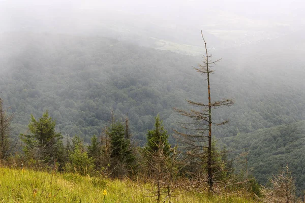 Forêt de sapins sur les pentes des montagnes. Météo couverte, brume . — Photo