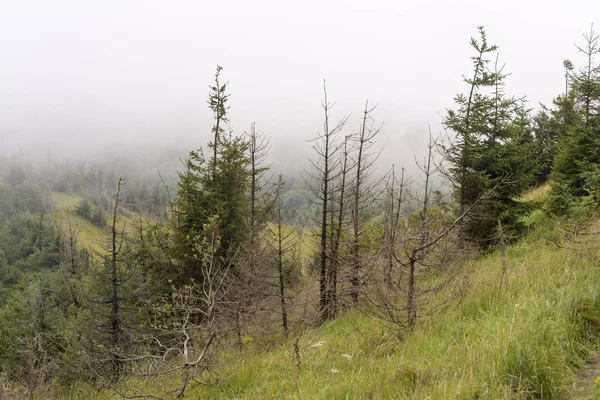 Bosque de abeto en las laderas de las montañas. Clima nublado, niebla . — Foto de Stock