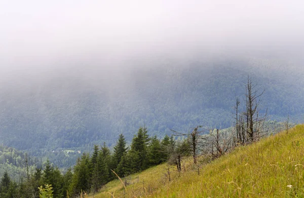 Bosque Abeto Las Laderas Las Montañas Clima Nublado Niebla Cárpatos — Foto de Stock