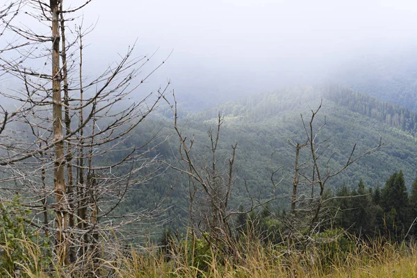 Bosque Abeto Las Laderas Las Montañas Clima Nublado Niebla Cárpatos — Foto de Stock