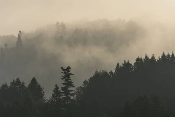 Forêt de sapins sur les pentes des montagnes. Météo couverte, brume . — Photo