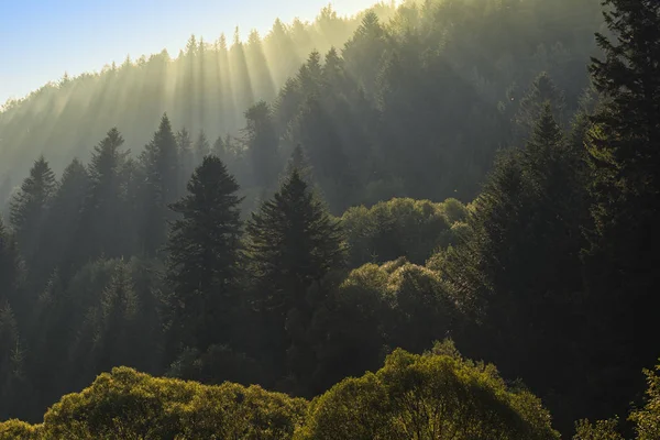 Rayos de luz solar en el bosque de abetos en la ladera de la montaña . — Foto de Stock