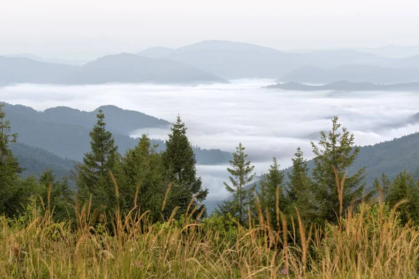 Forêt de sapins sur les pentes des montagnes. Météo couverte, brume . — Photo