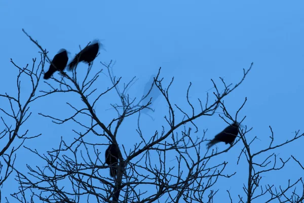 Vários corvos sentam-se em uma árvore . — Fotografia de Stock