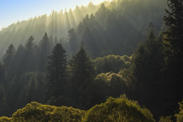 Raios de luz solar na floresta de abetos na encosta da montanha . Imagens Royalty-Free