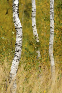 Huş grove ön çim ile.