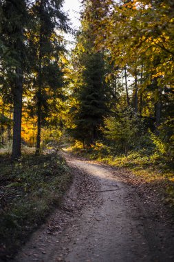Güzel bir sonbahar sahne, dağlarda renkli orman