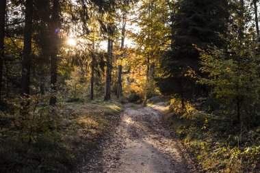 Güzel bir sonbahar sahne, dağlarda renkli orman