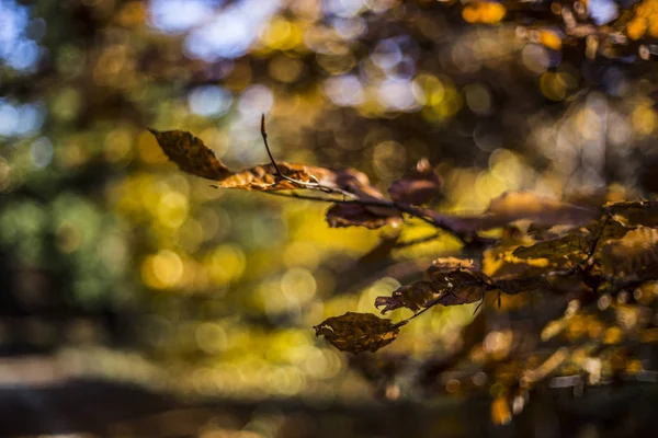 Automne coloré dans la montagne polonaise.Avec des arbres jaunes et orange . — Photo