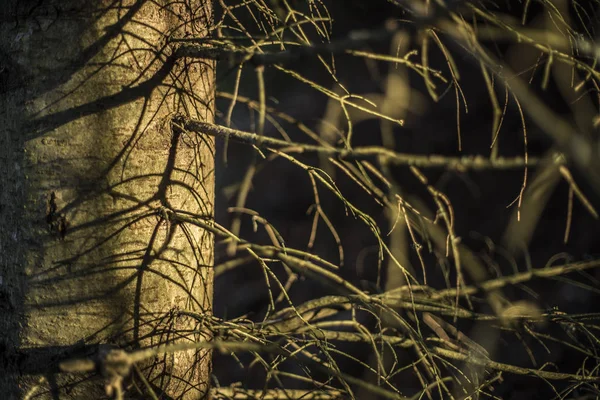 Kleurrijke herfst in Poolse berg. Met gele en oranje bomen — Stockfoto