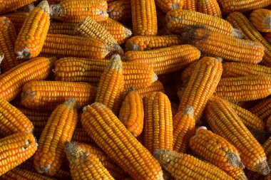 mısır koçanı haşlanmış mısır