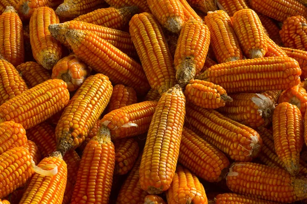 mısır koçanı haşlanmış mısır