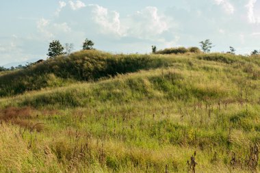 Orman ve yeşil çim kaplı güzel dağ zirveleri 