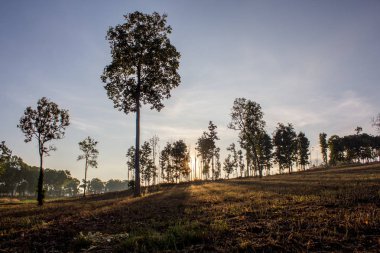 Güneş zemin üzerine gölge ağacı
