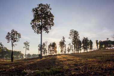 Güneş zemin üzerine gölge ağacı