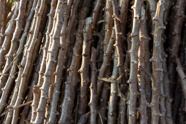 Dikim önce Kral manyok çeşitleri.