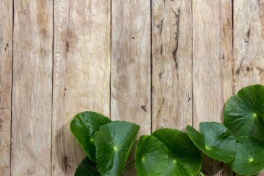 Centella asiatica ahşap üzerine