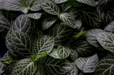 Sinir bitki karanlıkta