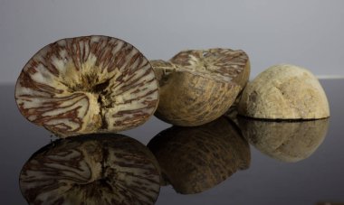 Tembul fındık yansıması ile siyah bir zemin üzerine yerleştirilir.