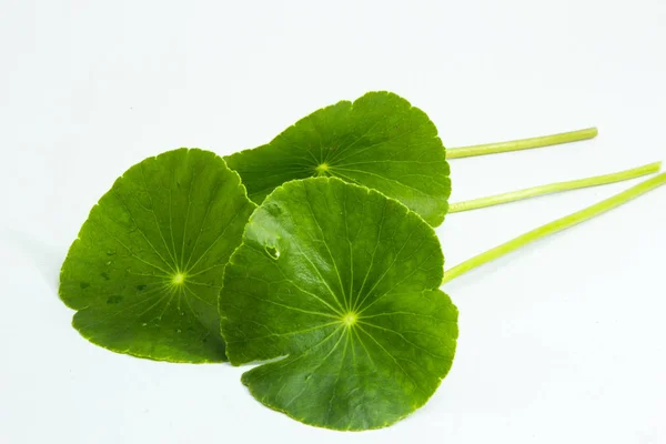 Centella asiatica,entella asiatica, Asiatic Pennywort,(Centella 
