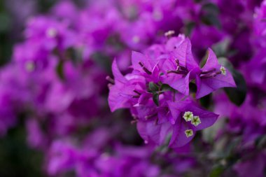 Mor begonviller tam görüntü