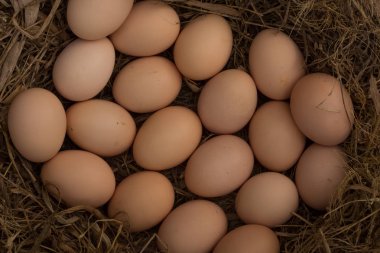Saman ve çim yapılmış bir yuvadaki yumurta.