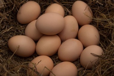Saman ve çim yapılmış bir yuvadaki yumurta.