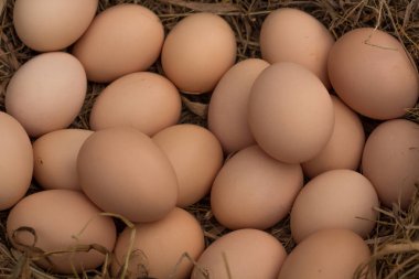 Saman ve çim yapılmış bir yuvadaki yumurta.