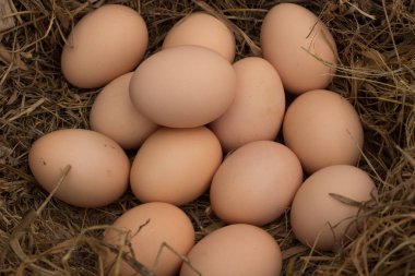 kum zemin, çok sayıda yumurta yuvada kahverengi yumurta yığını