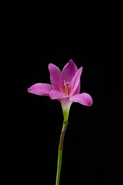 çiçek zephyranthes siyah arka plan üzerine parlak bir yeşil sta pembe.