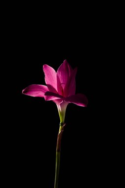 çiçek zephyranthes siyah arka plan üzerine parlak bir yeşil sta pembe.