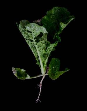 Siyah bir arka plan ağacında Çin lahanası.