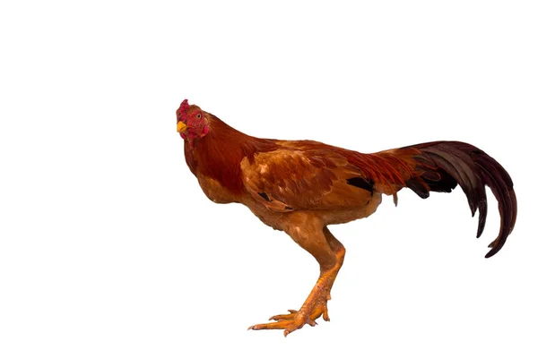 Roosters are walking a white background — Stock Photo, Image