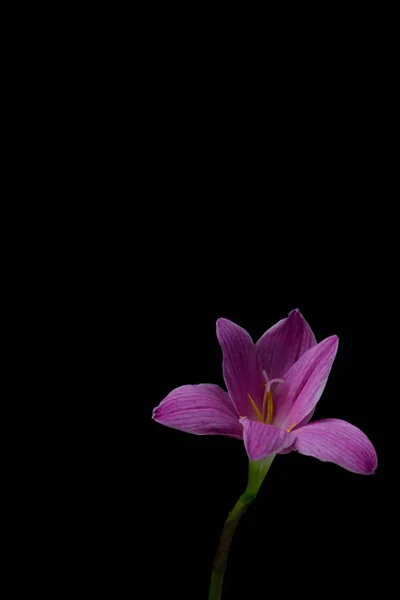 Blommor zephyranthes rosa på svart bakgrund en ljust grön sta — Stockfoto