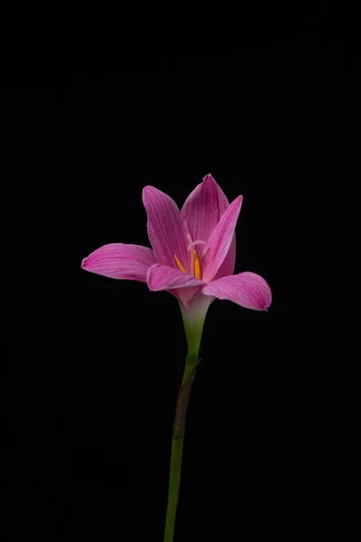 Flowers zephyranthes Pink on black background A bright green sta — Stock Photo, Image