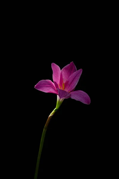 flowers zephyranthes Pink on black background A bright green sta