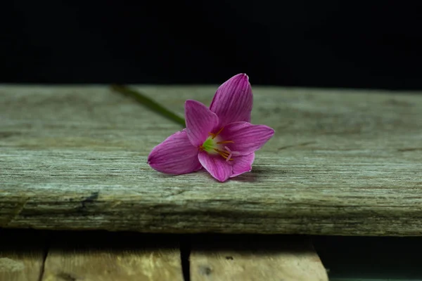 çiçek zephyranthes siyah arka plan üzerine parlak bir yeşil sta pembe.