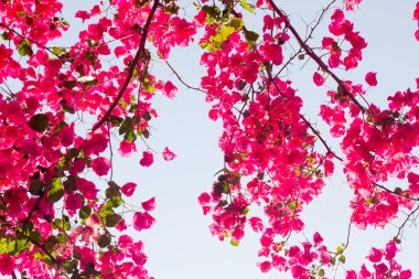 Pembe çiçek açan begonvillerle mavi gökyüzü.