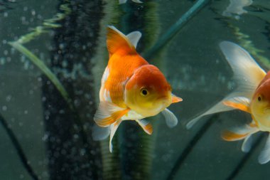 Japon balığı moroseness. Japon balığı mavi arka plan.