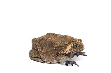 Beyaz arka planda, kurbağa izole Asya ortak kurbağa