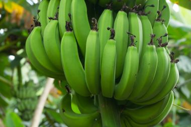 Muz ağacında sallanan yeşil muzlar