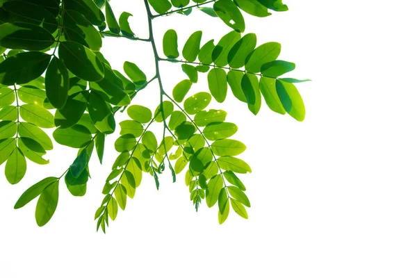 Hoja verde sobre fondo blanco — Foto de Stock