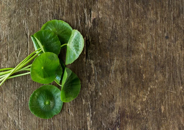 Centella asiatica no chão de madeira velho — Fotografia de Stock