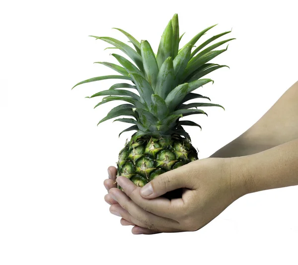 Female hands holding ripe pineapple on a white background — Stock Photo, Image