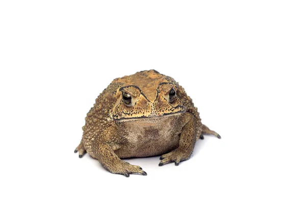 Vanlig asiatisk padde på hvit bakgrunn, Toad Isolated – stockfoto