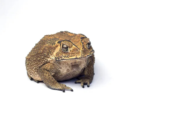 Азіатський Ропуха звичайна на білий фон, ізольованих жаба копію простір — стокове фото